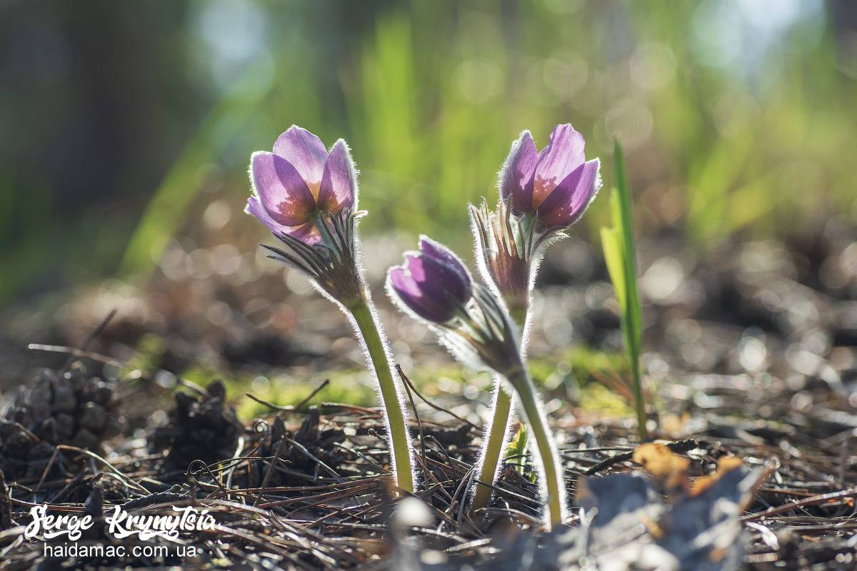 Сон-трава квітне у лісництві на Черкащині. Фото - фото 15
