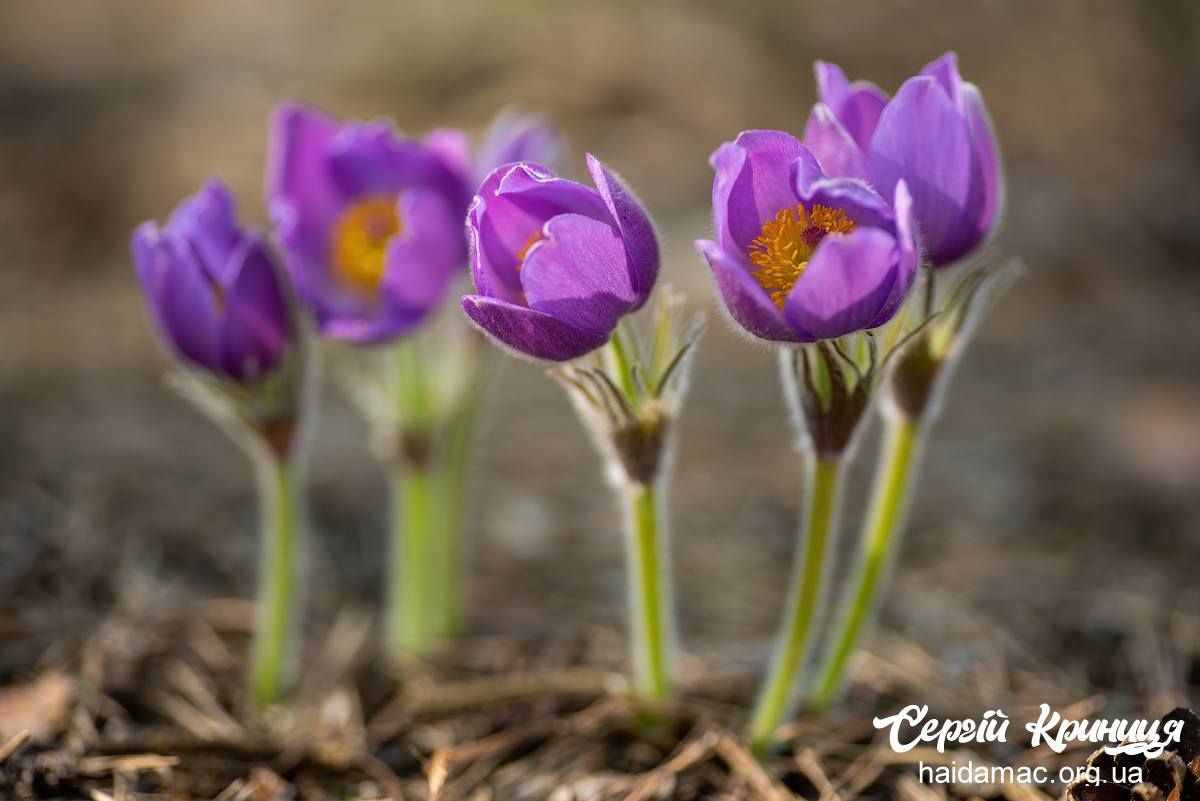 Сон-трава квітне у лісництві на Черкащині. Фото - фото 20