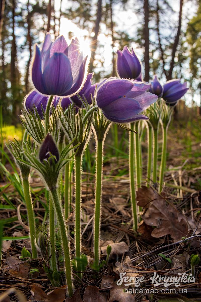 Сон-трава квітне у лісництві на Черкащині. Фото - фото 12