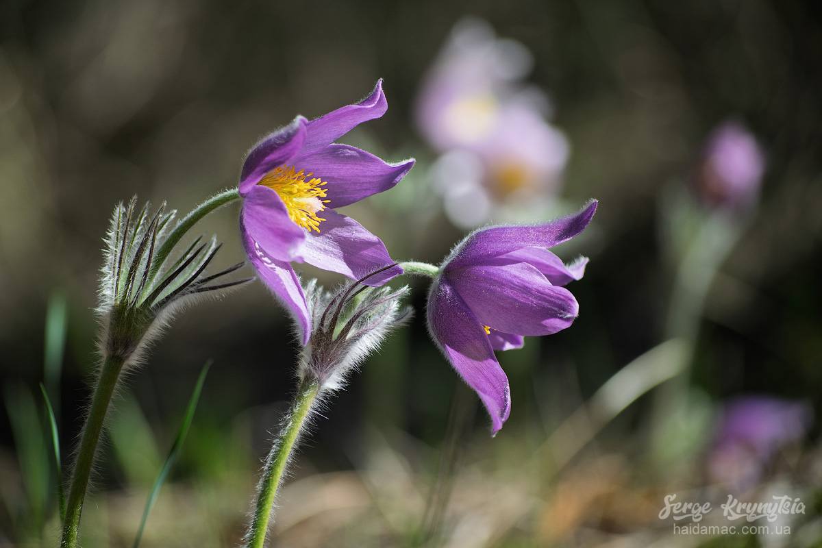Сон-трава квітне у лісництві на Черкащині. Фото - фото 8