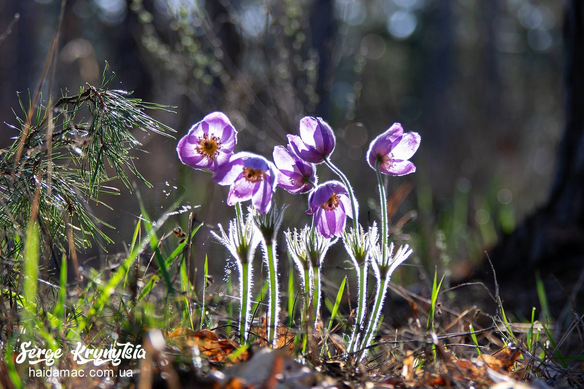 Сон-трава квітне у лісництві на Черкащині. Фото - фото 10