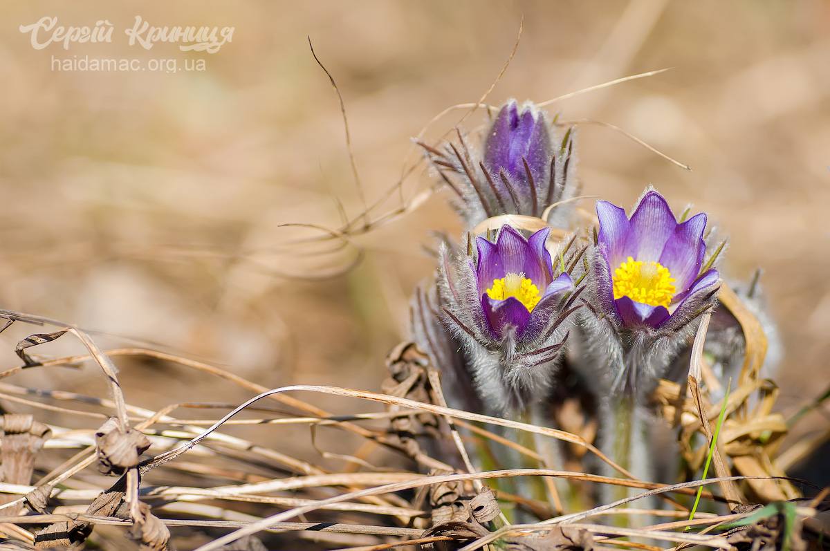 Сон-трава квітне у лісництві на Черкащині. Фото - фото 16