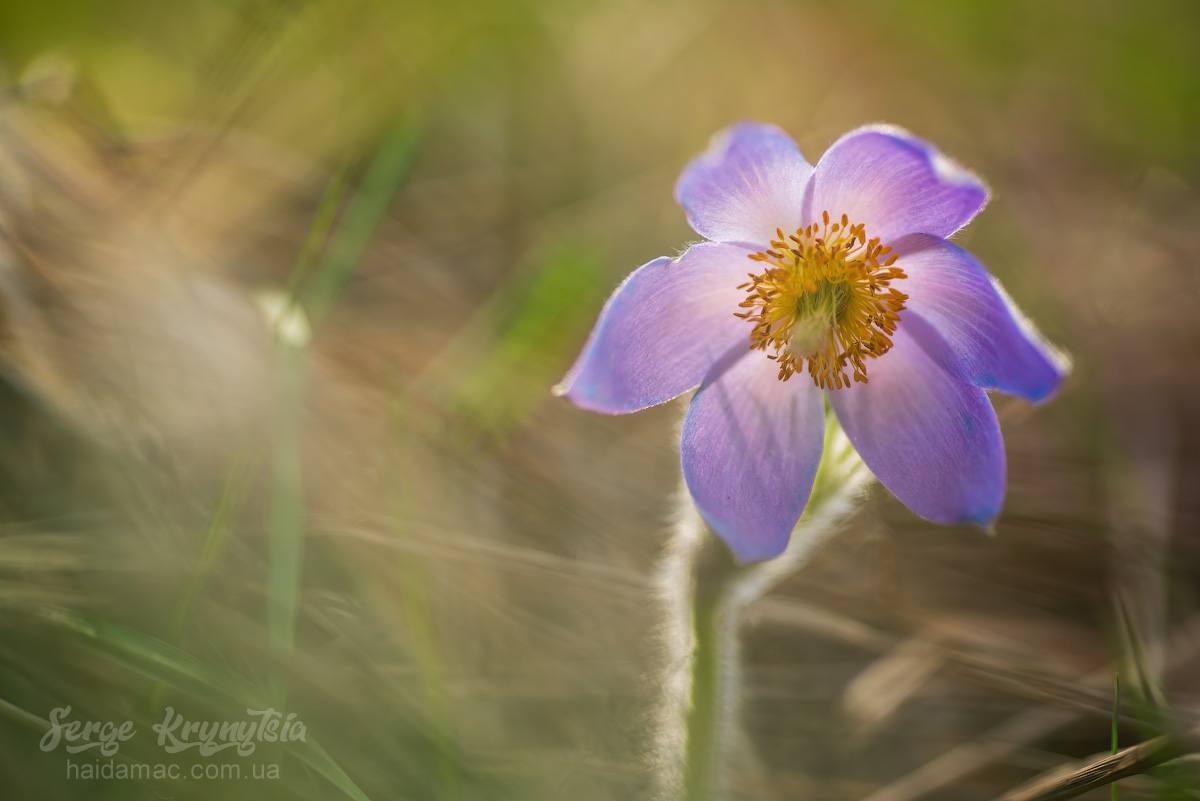 Сон-трава квітне у лісництві на Черкащині. Фото - фото 5