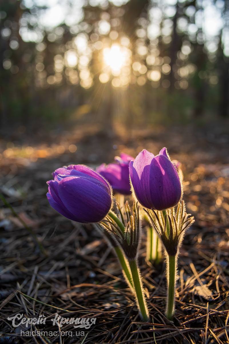 Сон-трава квітне у лісництві на Черкащині. Фото - фото 17