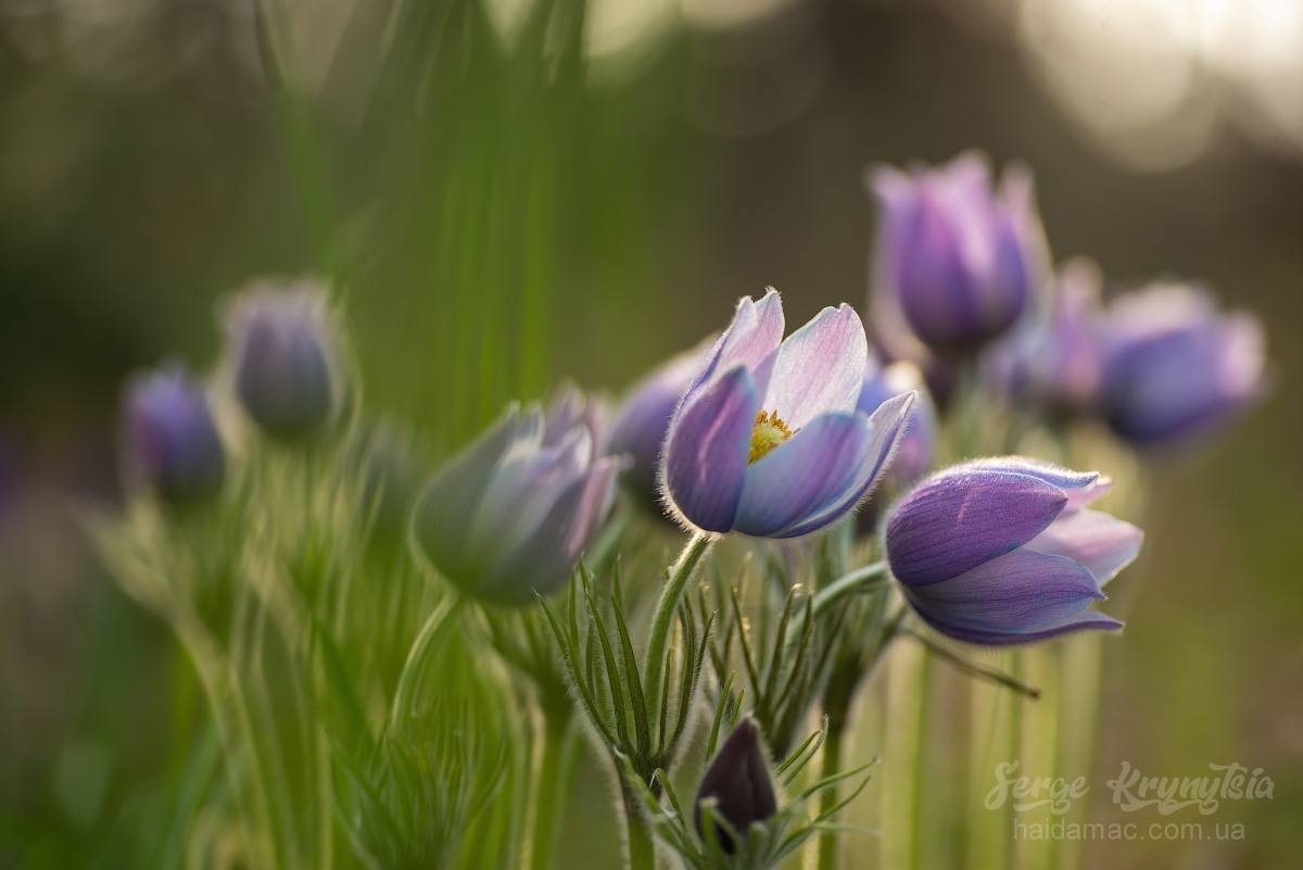 Сон-трава квітне у лісництві на Черкащині. Фото - фото 9