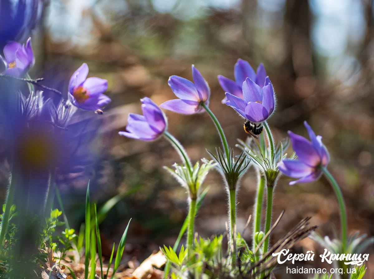 Сон-трава квітне у лісництві на Черкащині. Фото