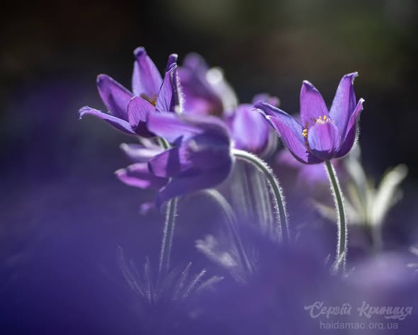 Сон-трава квітне у лісництві на Черкащині. Фото - фото 21