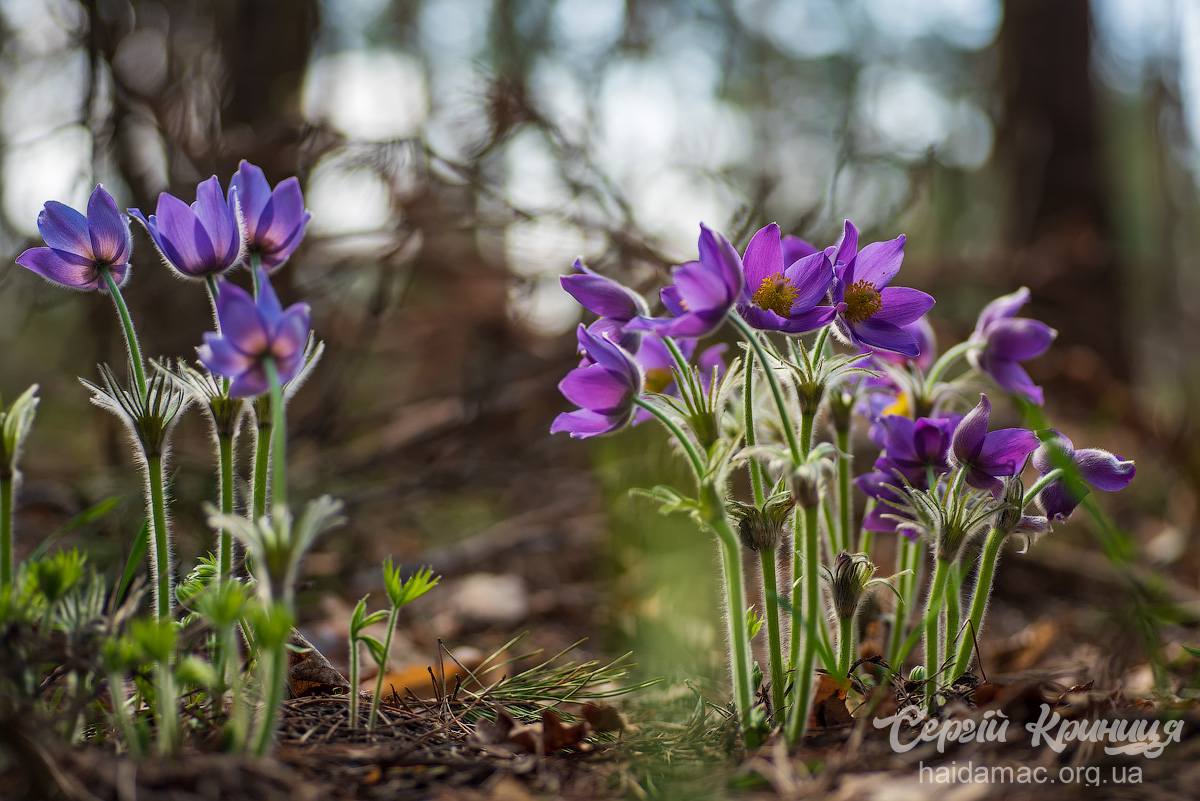Сон-трава квітне у лісництві на Черкащині. Фото - фото 14