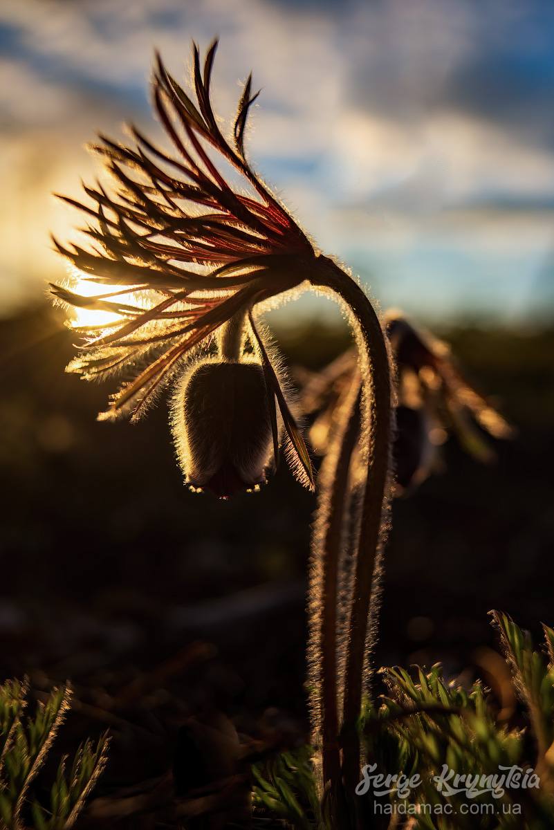Сон-трава квітне у лісництві на Черкащині. Фото - фото 18