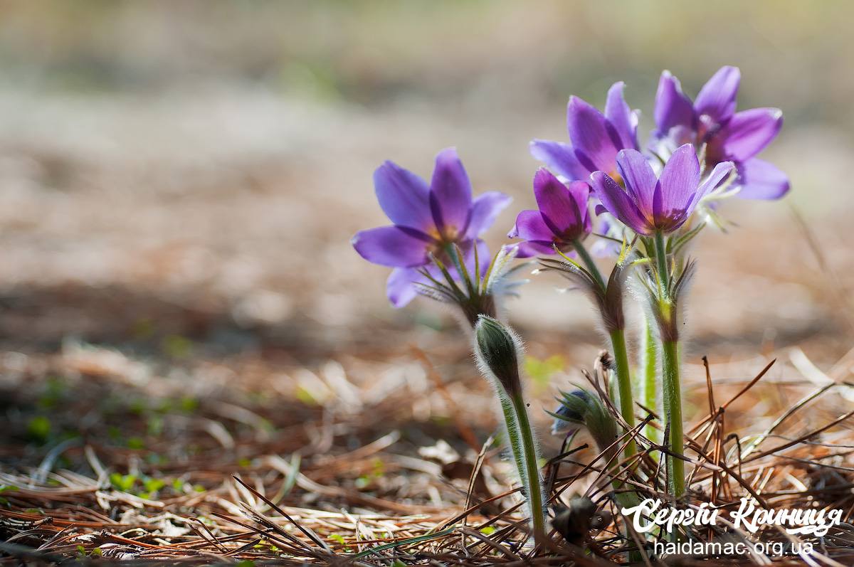 Сон-трава квітне у лісництві на Черкащині. Фото - фото 3
