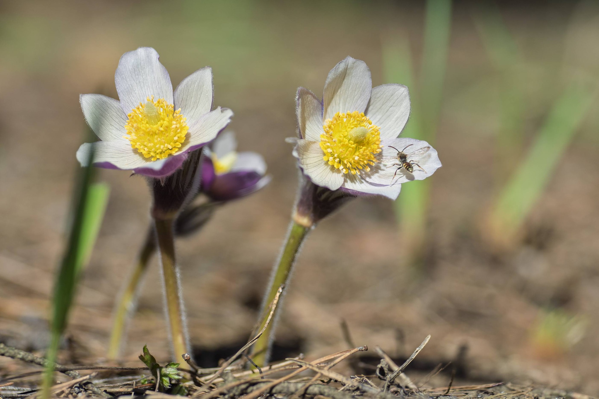 Сон-трава квітне у лісництві на Черкащині. Фото - фото 4