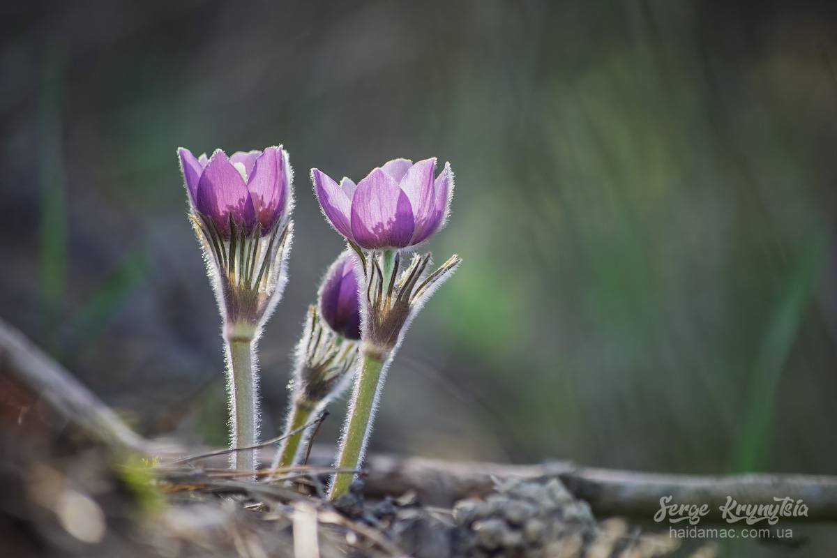 Сон-трава квітне у лісництві на Черкащині. Фото - фото 11