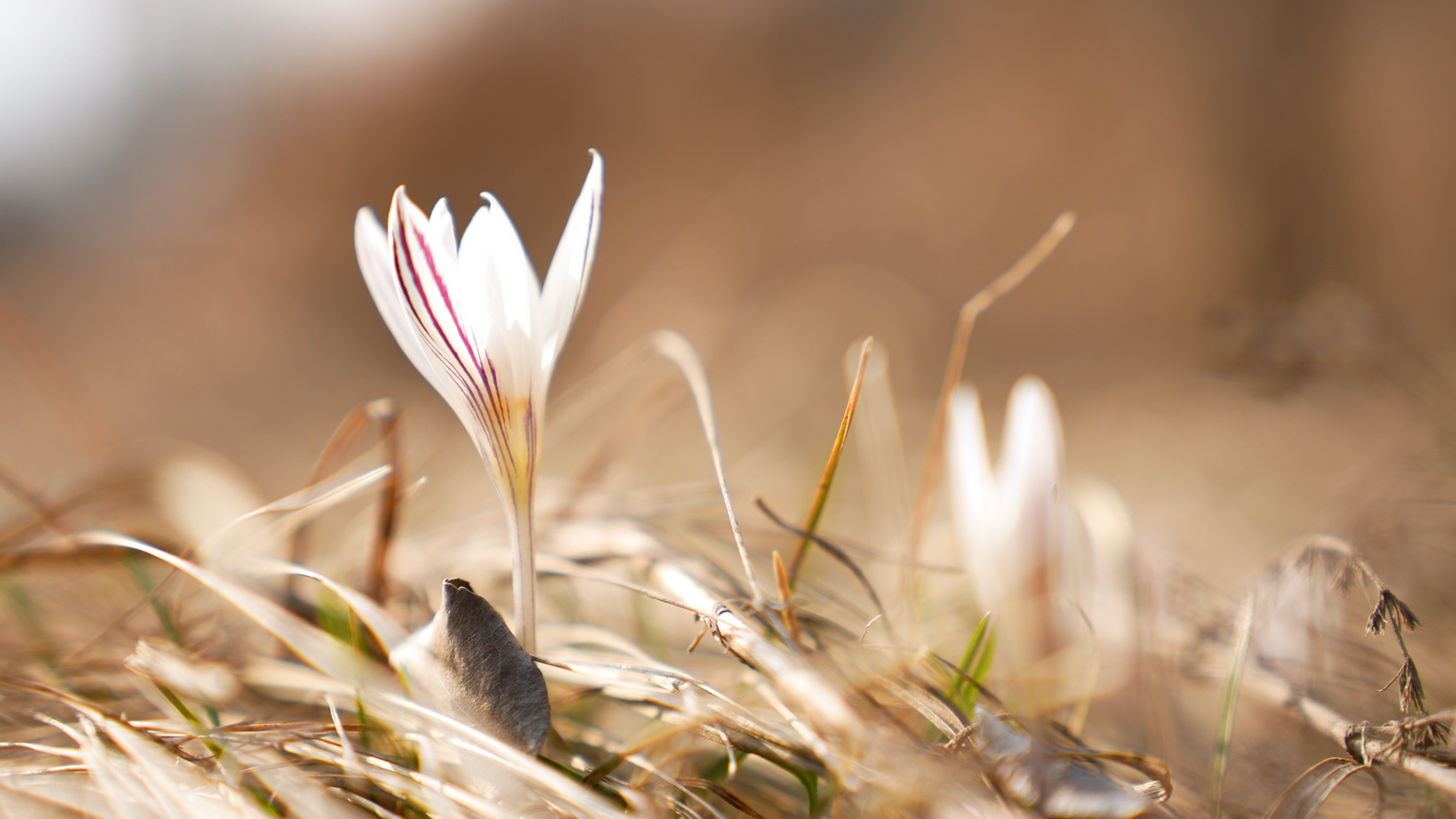 На Черкащині розквітли червонокнижні крокуси