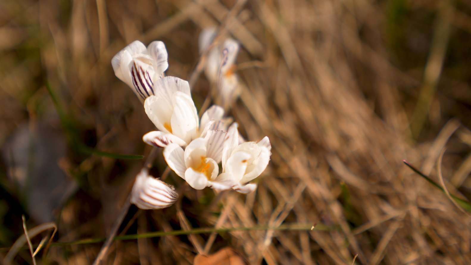 На Черкащині розквітли червонокнижні крокуси - фото 2