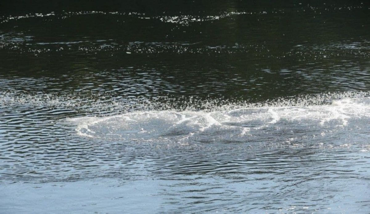 Стан Дніпра у 2026 році: що показує моніторинг води