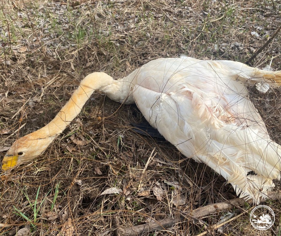 У Чорнобильському заповіднику врятували лебедя, який заплутався у дроті