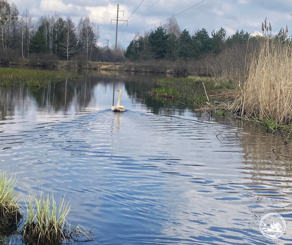 У Чорнобильському заповіднику врятували лебедя, який заплутався у дроті - фото 2