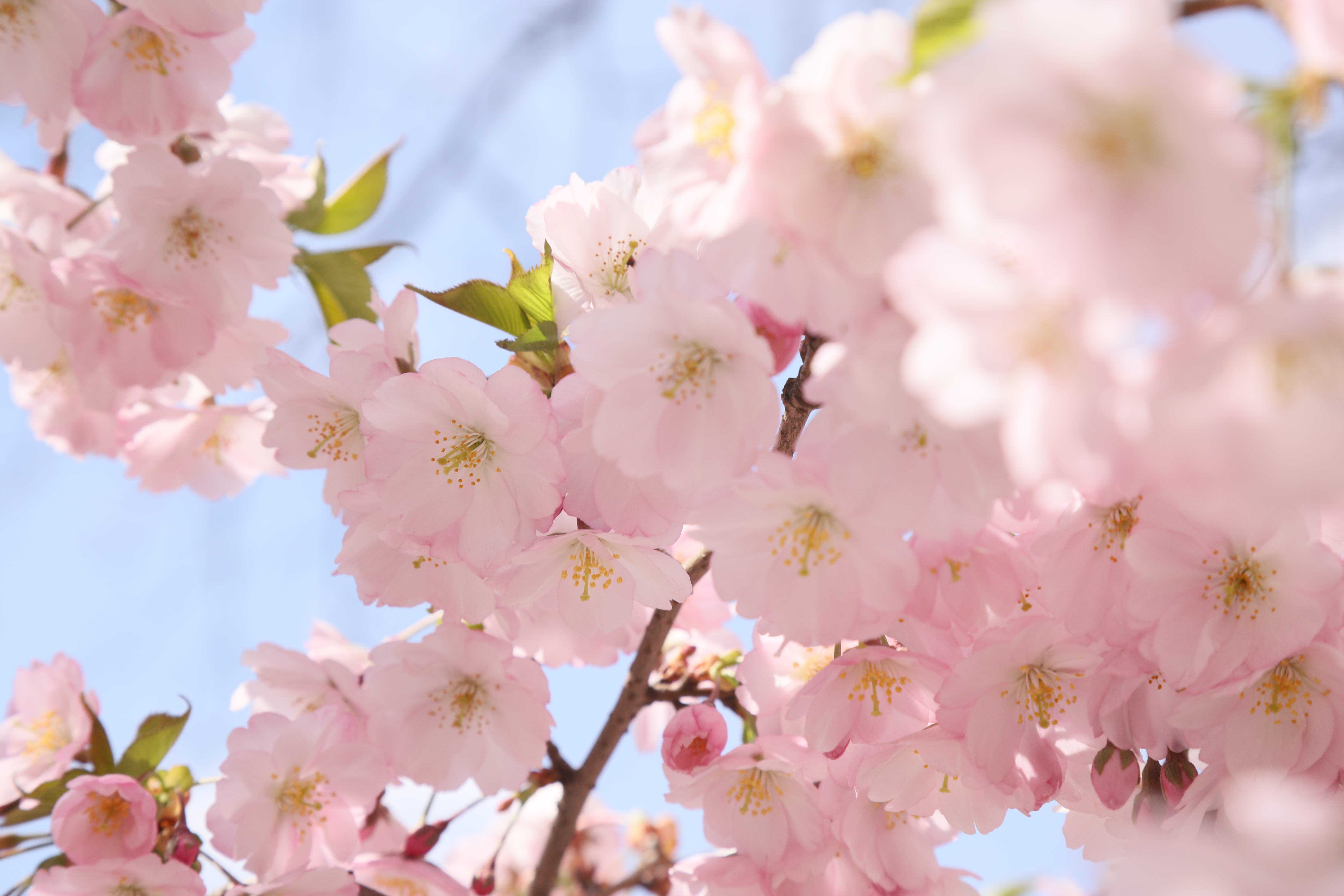 Весна готує зміни: якою буде погода в Києві та області найближчими днями - фото 3