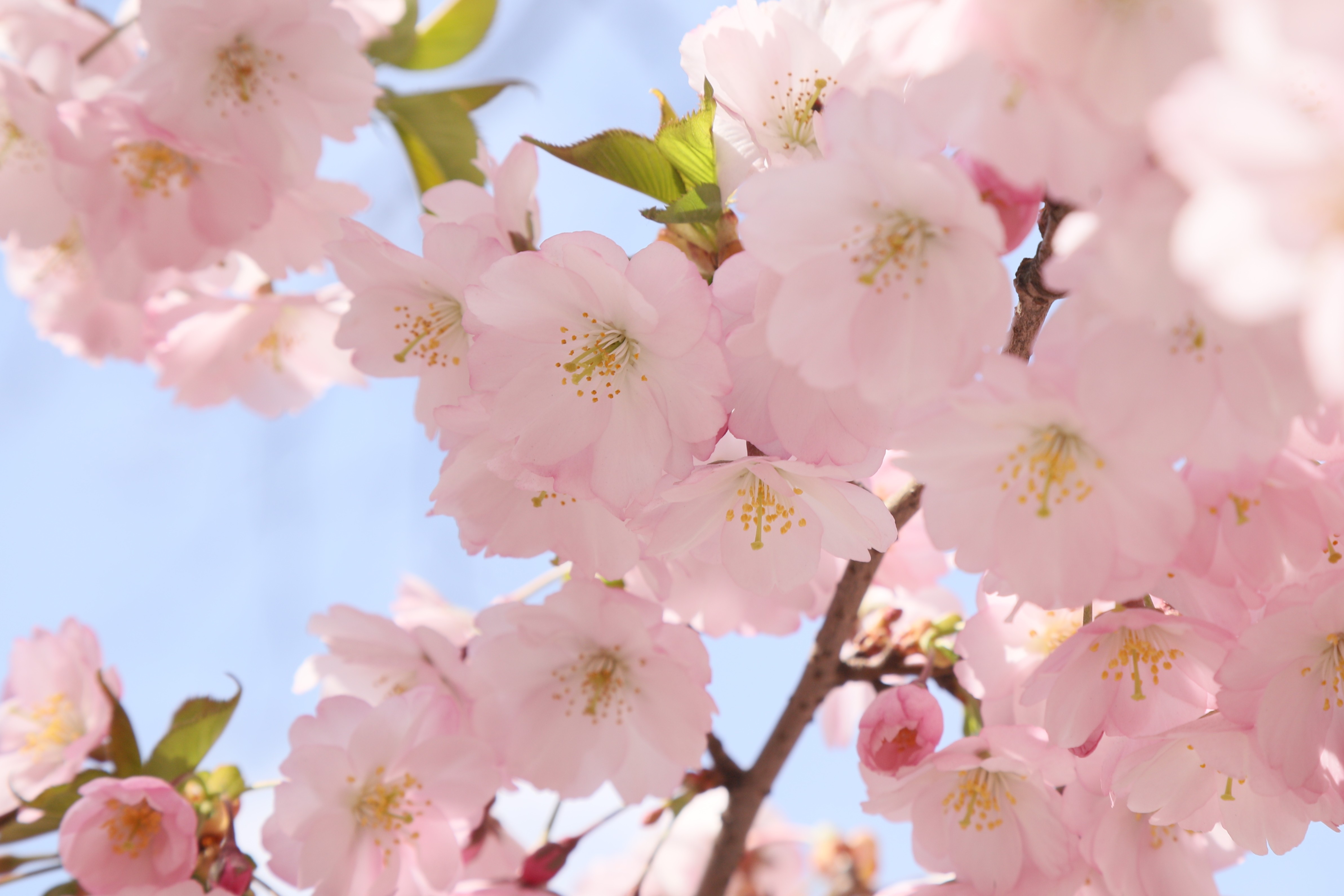 Весна готує зміни: якою буде погода в Києві та області найближчими днями