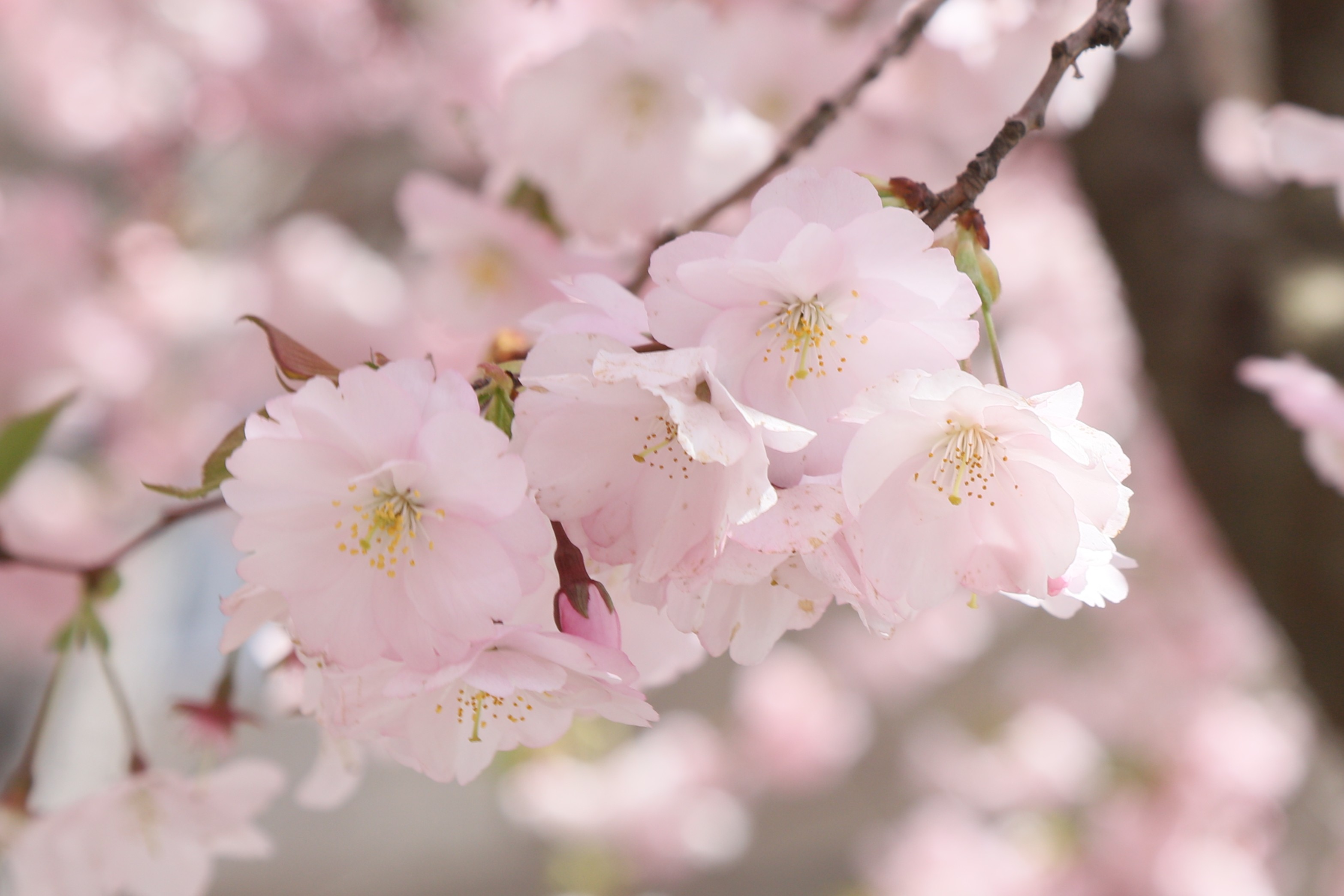 Весна готує зміни: якою буде погода в Києві та області найближчими днями - фото 5