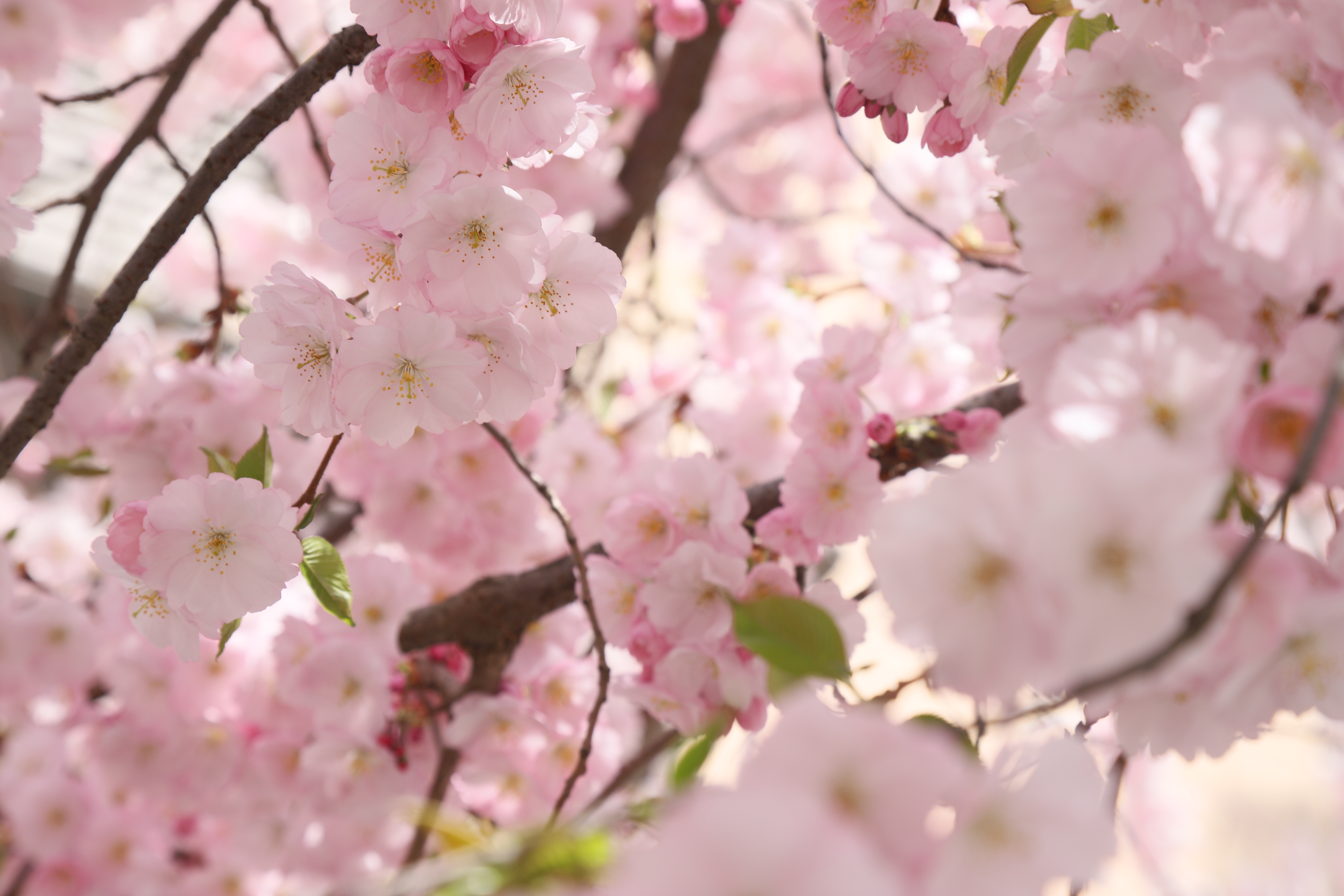 Весна готує зміни: якою буде погода в Києві та області найближчими днями - фото 4