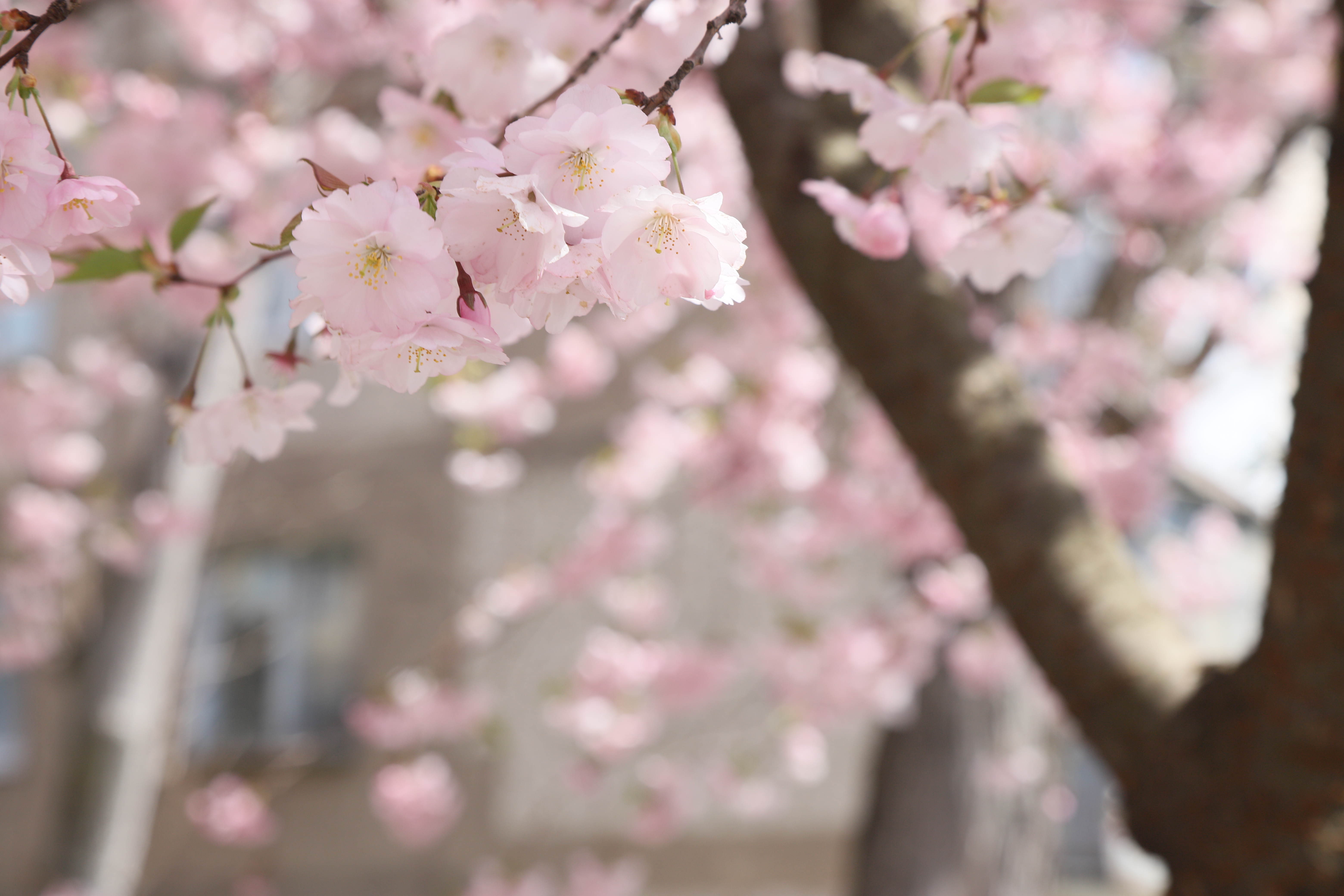 Весна готує зміни: якою буде погода в Києві та області найближчими днями - фото 2