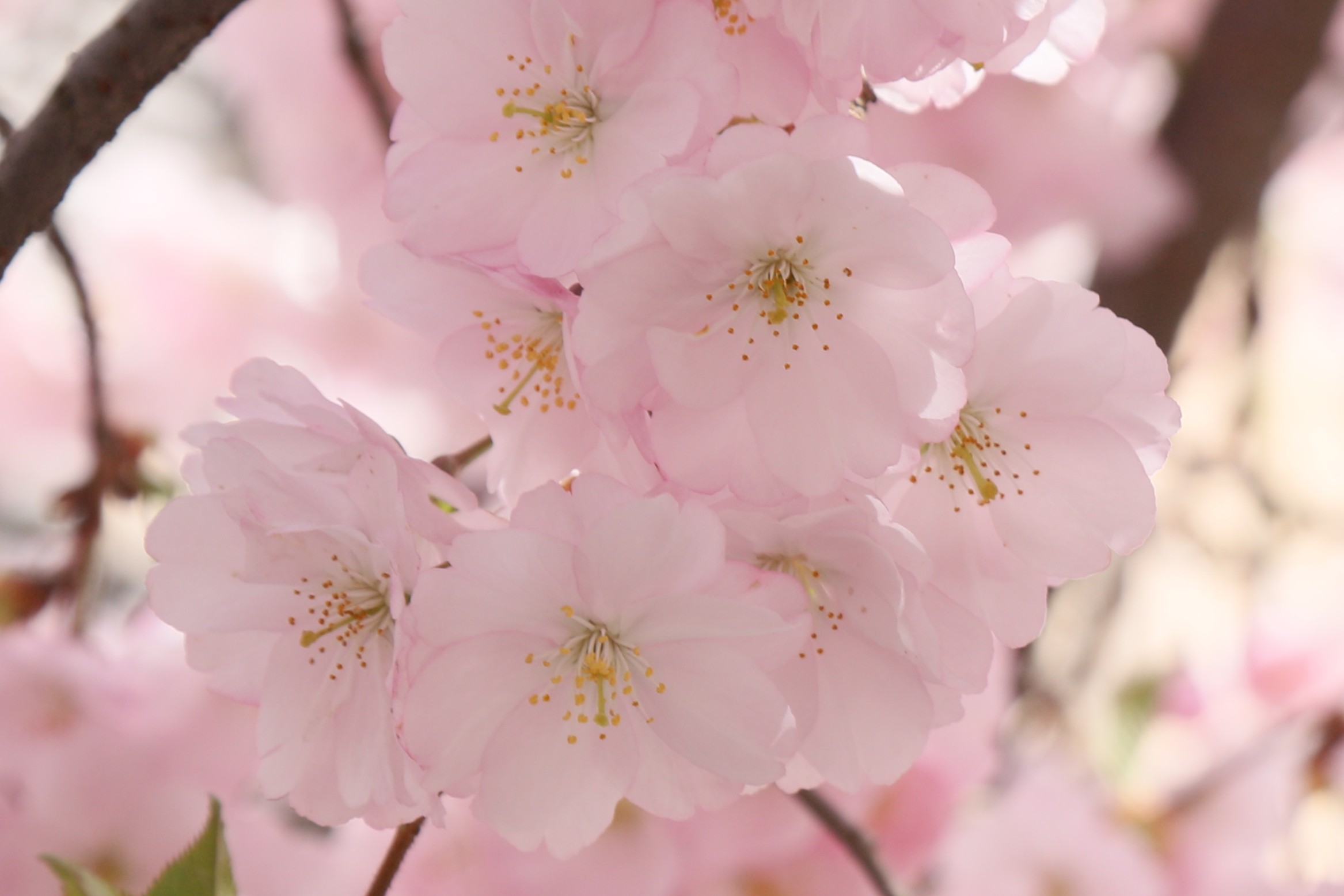 Весна готує зміни: якою буде погода в Києві та області найближчими днями