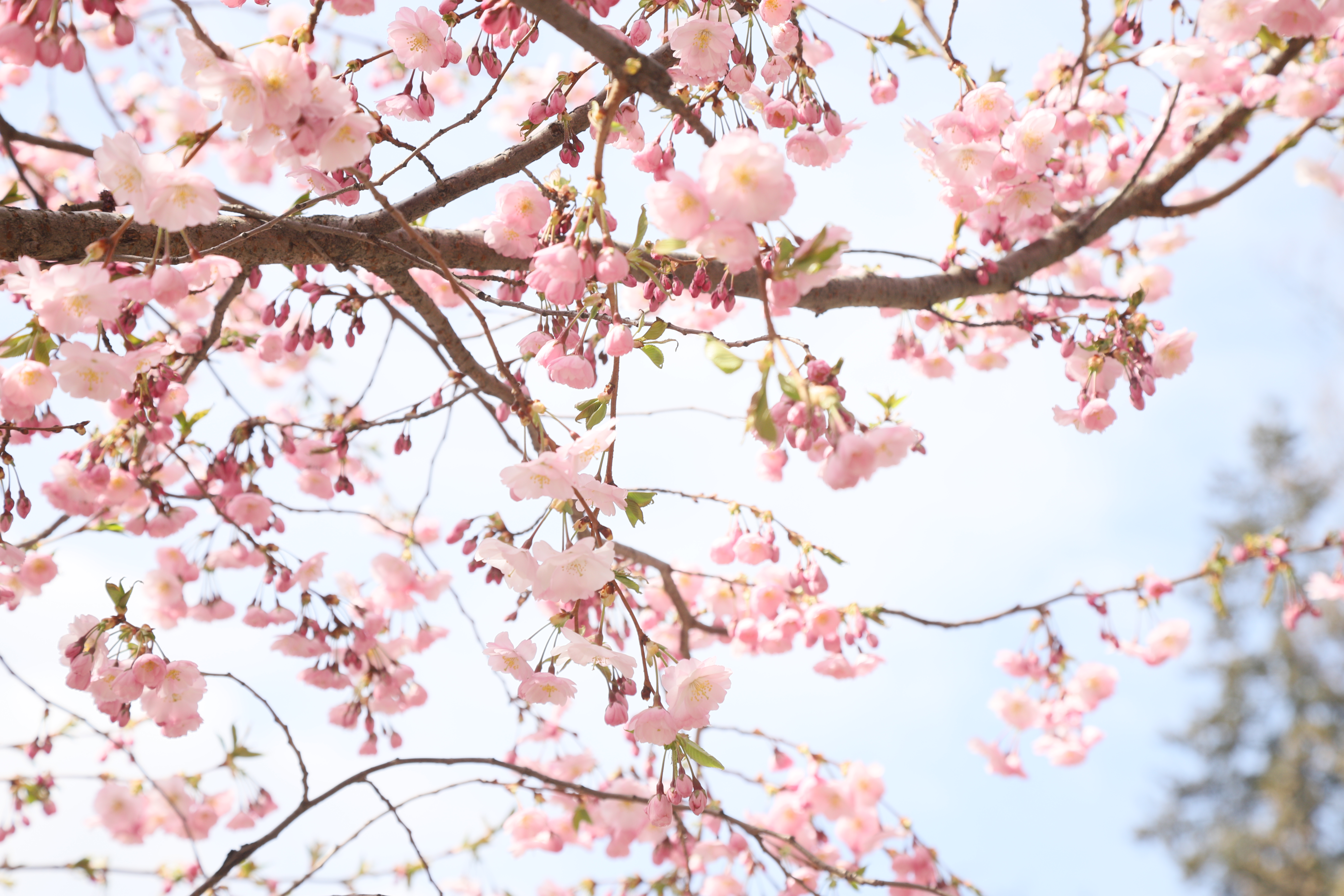 Весна готує зміни: якою буде погода в Києві та області найближчими днями - фото 2