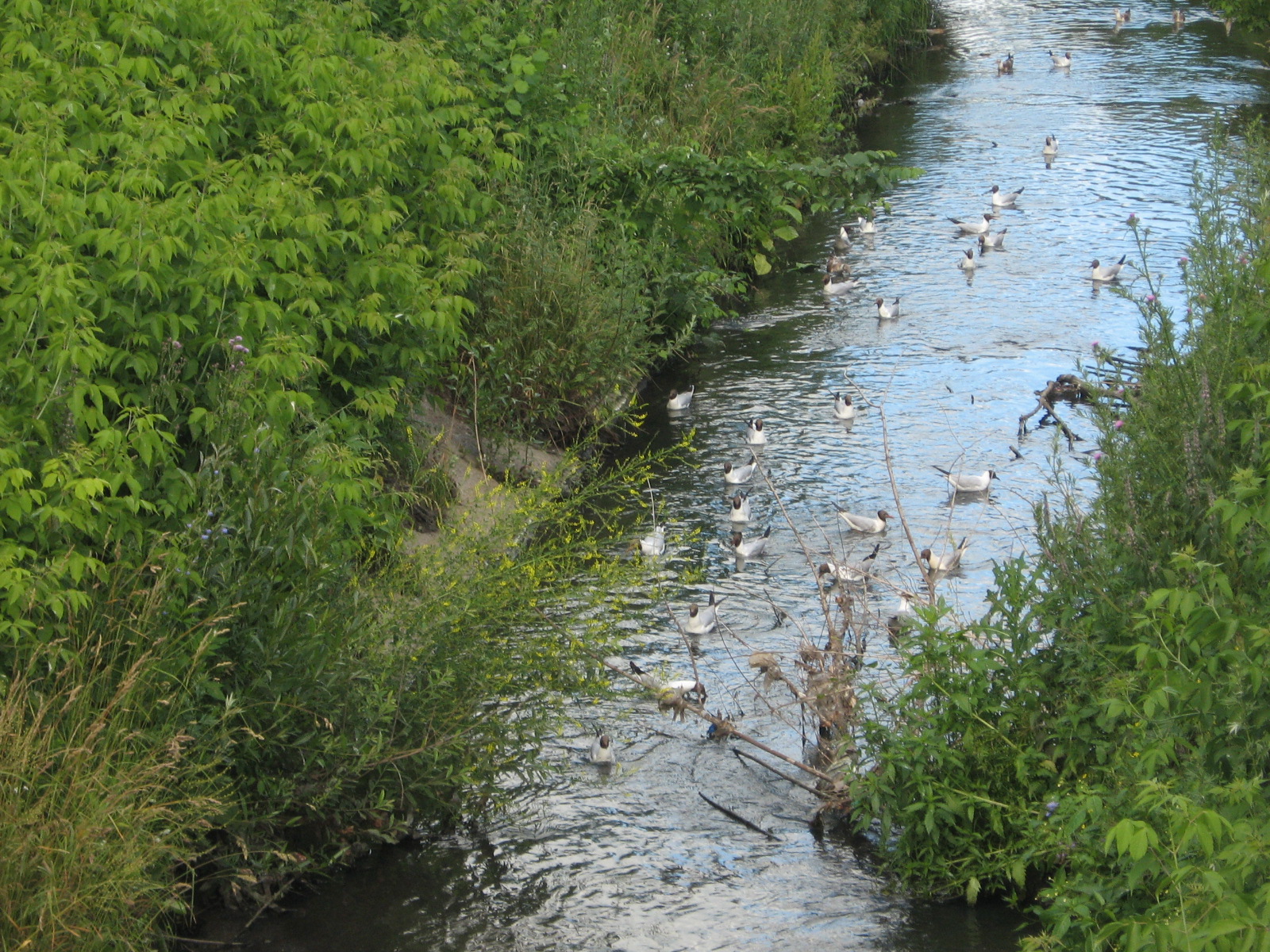 Річка Либідь: як одна з найдавніших річок Києва опинилася під землею