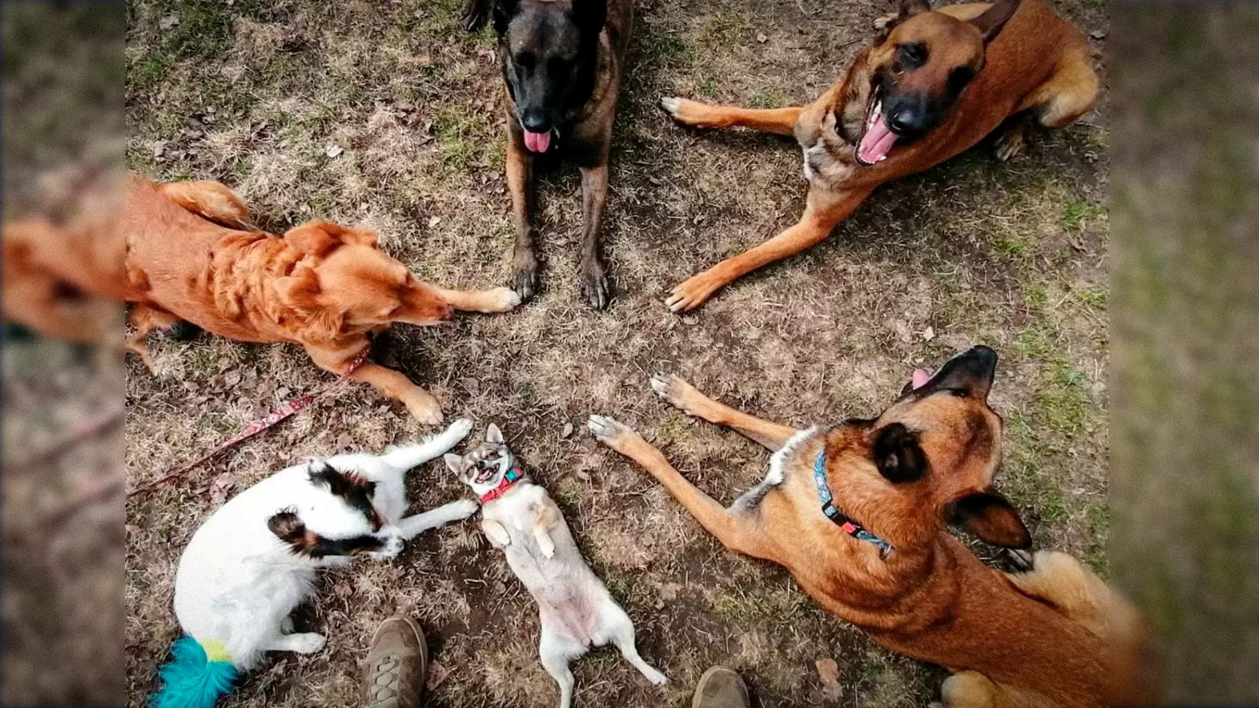 На Київщині кінологи МВС допомагають ветеранам відновлюватися за допомогою собак - фото 5