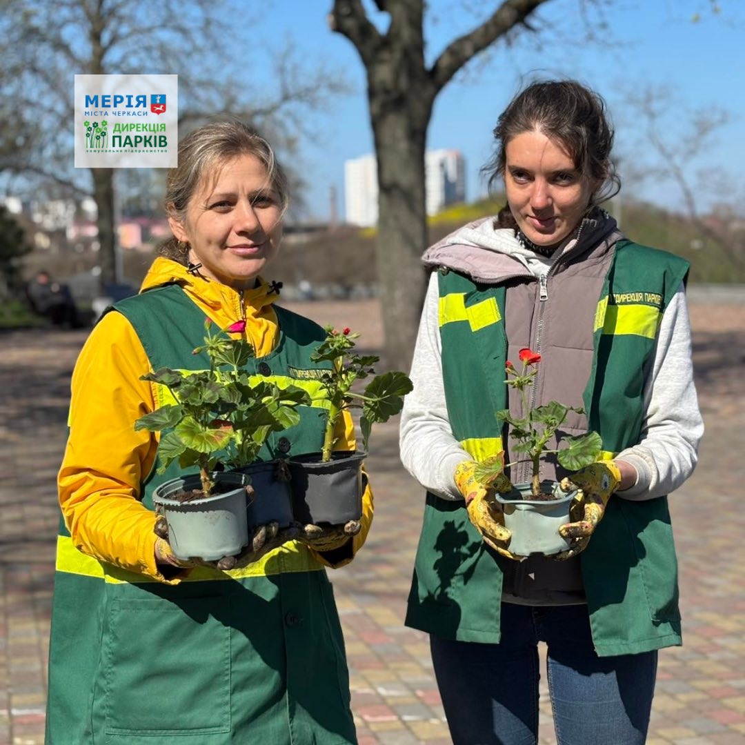 Квітникарі висадили пеларгонію у парках Черкас