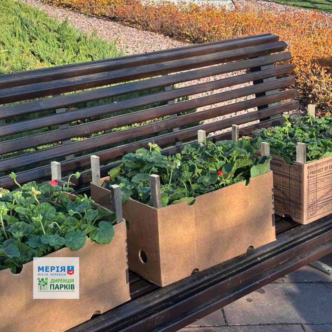 Квітникарі висадили пеларгонію у парках Черкас - фото 4