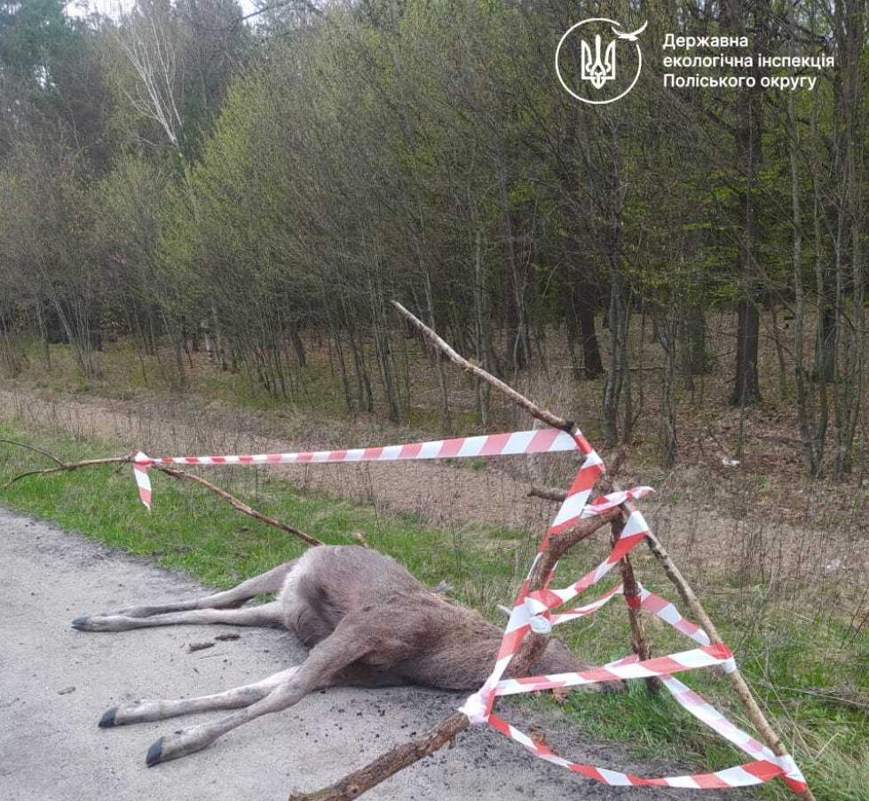 На трасі збили червонокнижного лося. Тварина загинула, водій втік