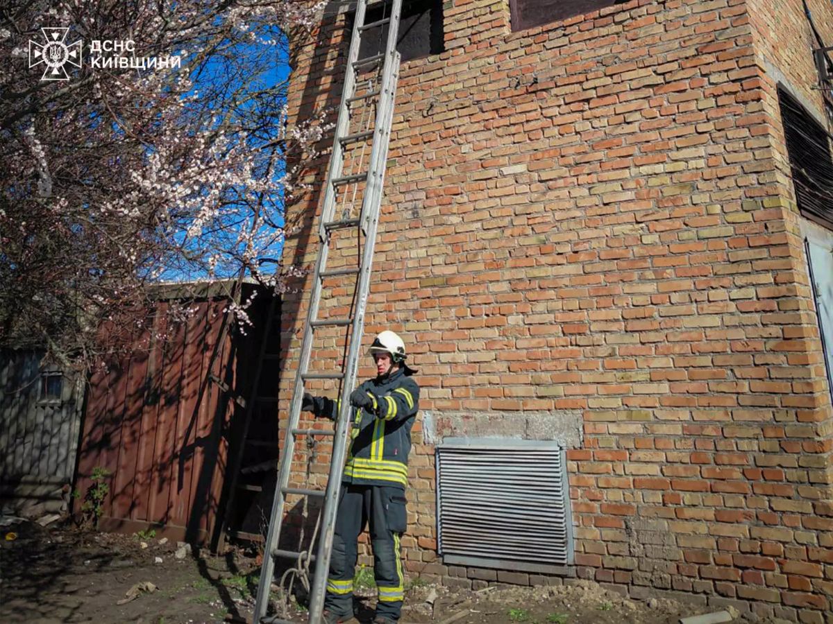 На Київщині рятувальники зняли кота з трансформатора
