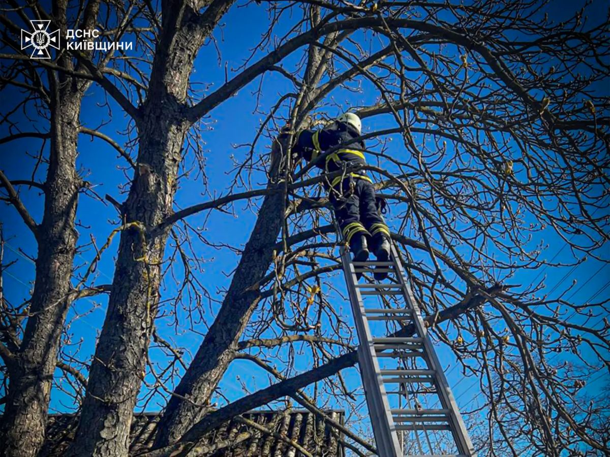 На Київщині рятувальники зняли кота з 6-метрового дерева - фото 2