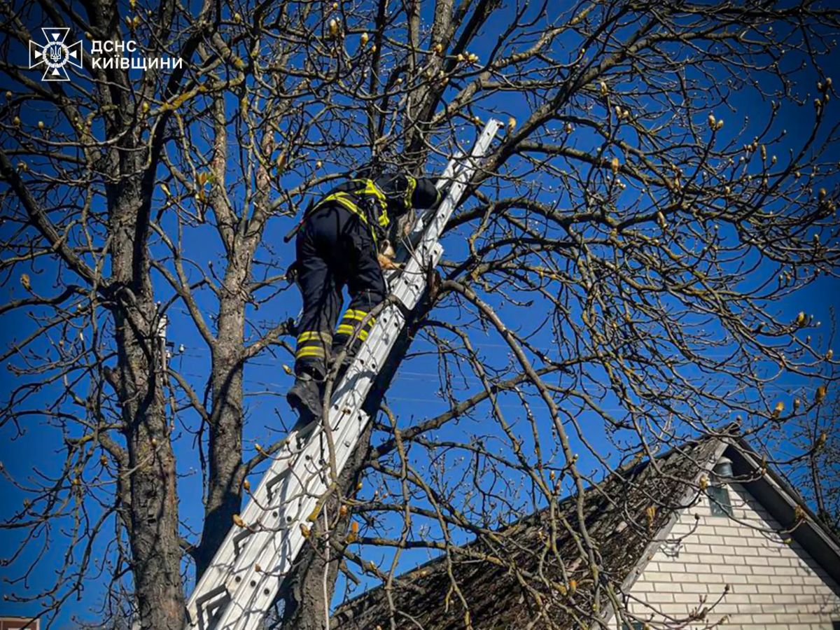 На Київщині рятувальники зняли кота з 6-метрового дерева