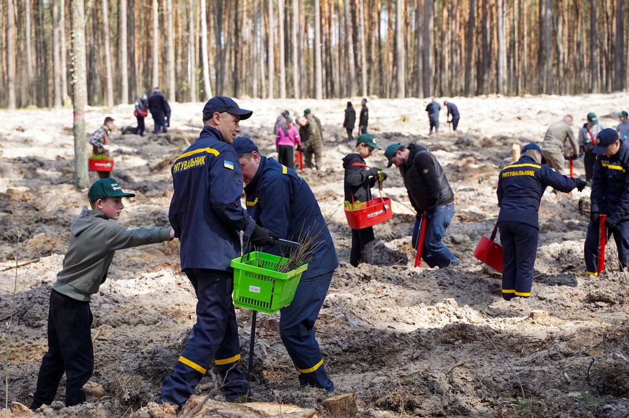 У Бородянці відновлюють ліс, який постраждав під час війни - фото 3