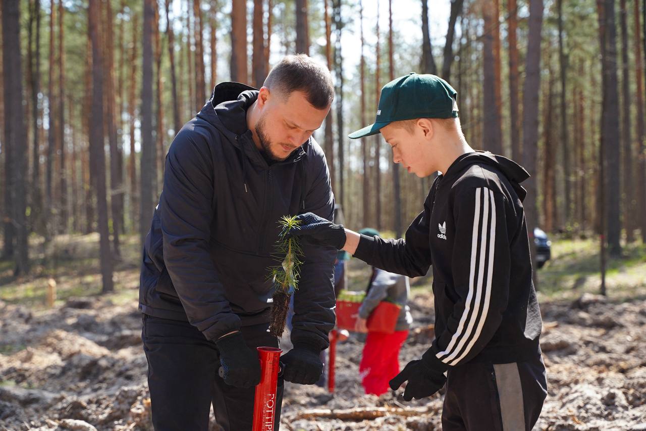 У Бородянці відновлюють ліс, який постраждав під час війни