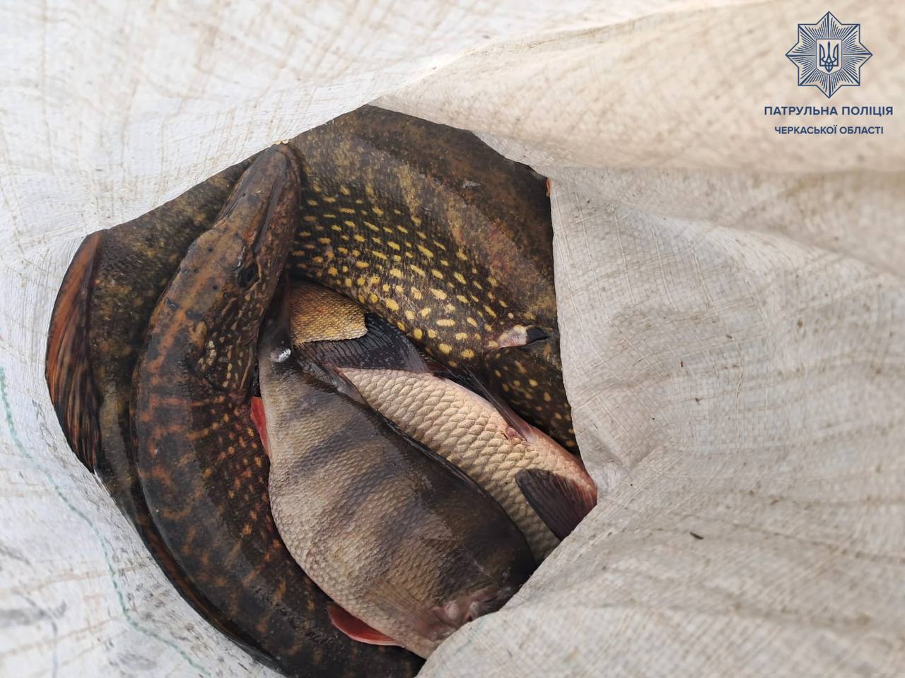 Патрульні виявили браконьєрів, які ловили рибу у Черкаській області - фото 4