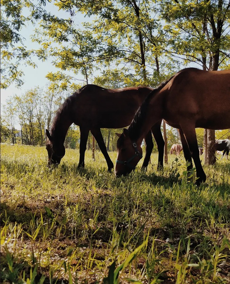 Катання на конях у Черкасах: 5 найкращих клубів - фото 2