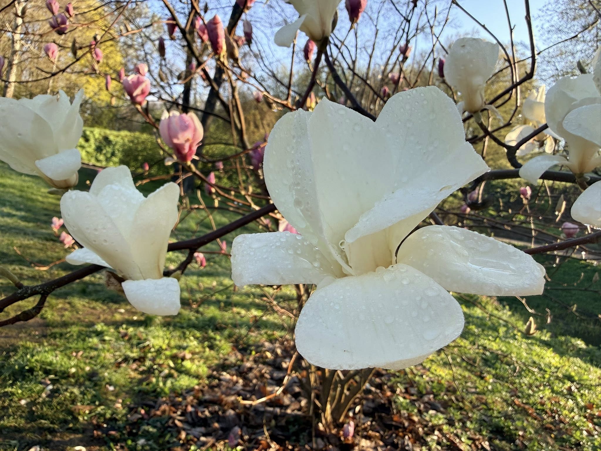 Квітне сад магнолій в уманській «Софіївці». Фото