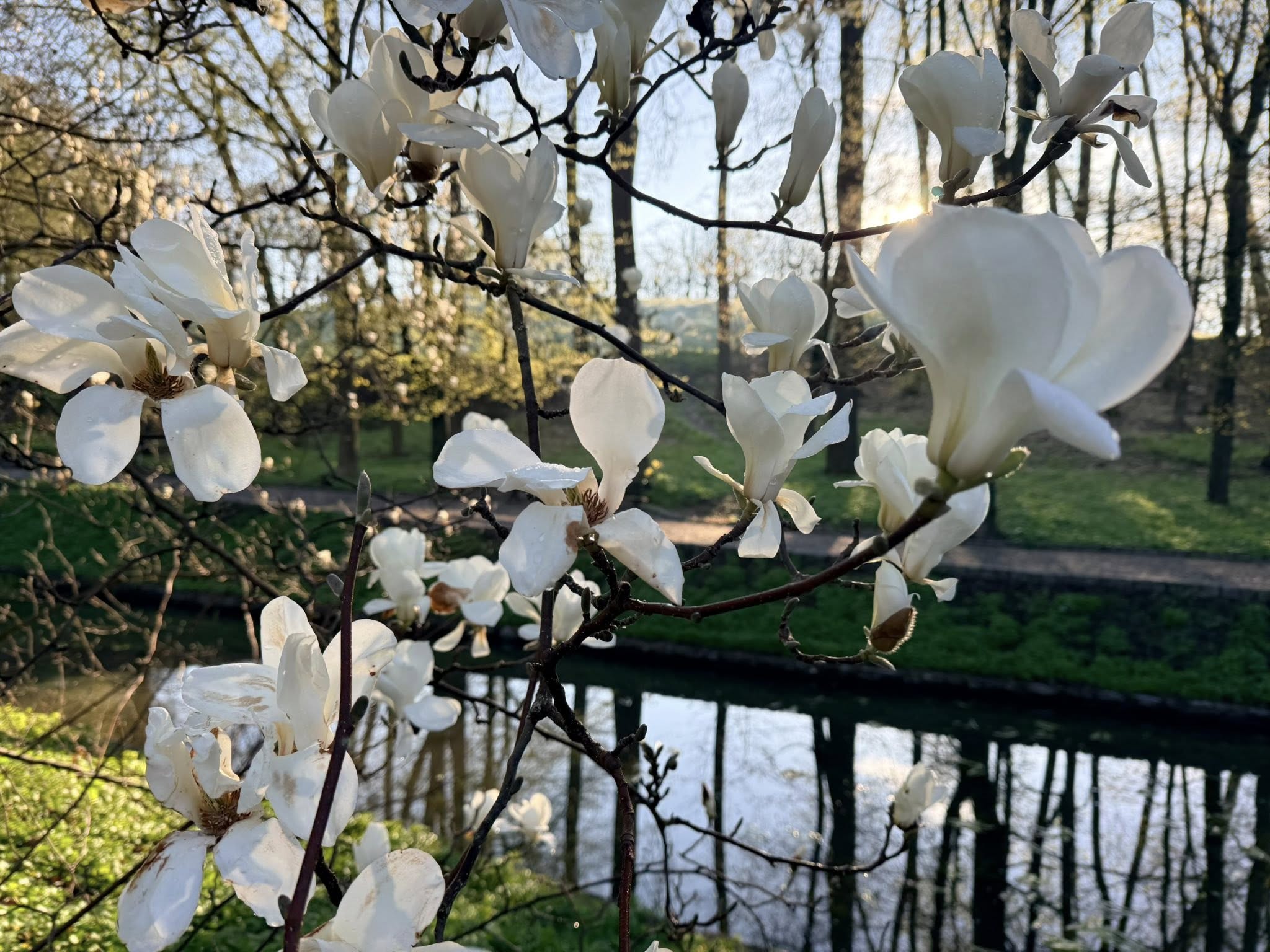 Квітне сад магнолій в уманській «Софіївці». Фото - фото 2
