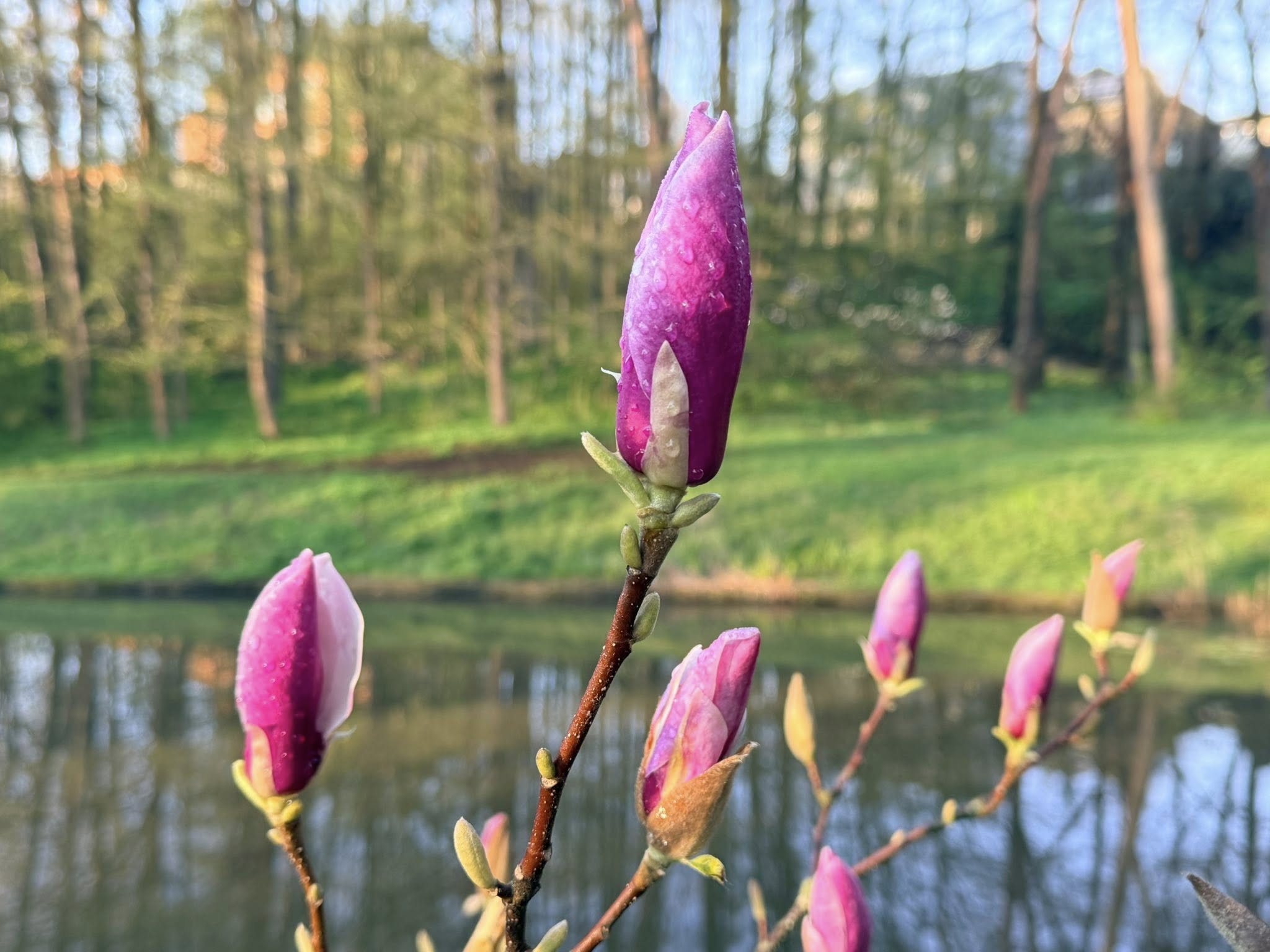 Квітне сад магнолій в уманській «Софіївці». Фото - фото 3