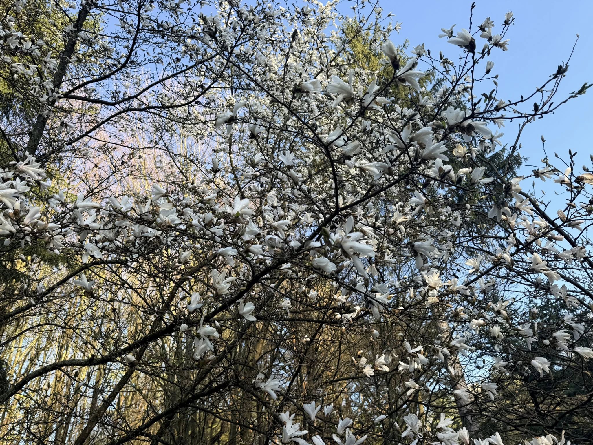 Квітне сад магнолій в уманській «Софіївці». Фото - фото 4