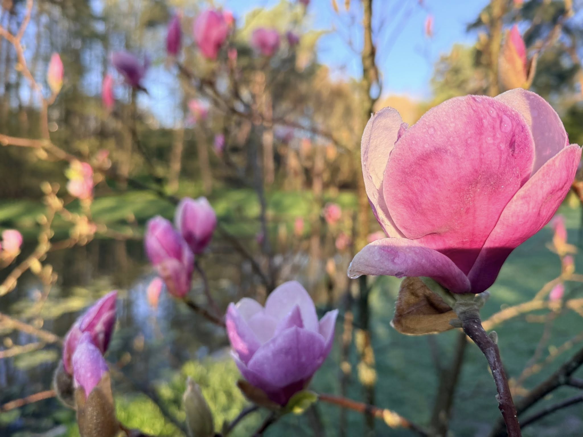 Квітне сад магнолій в уманській «Софіївці». Фото - фото 5
