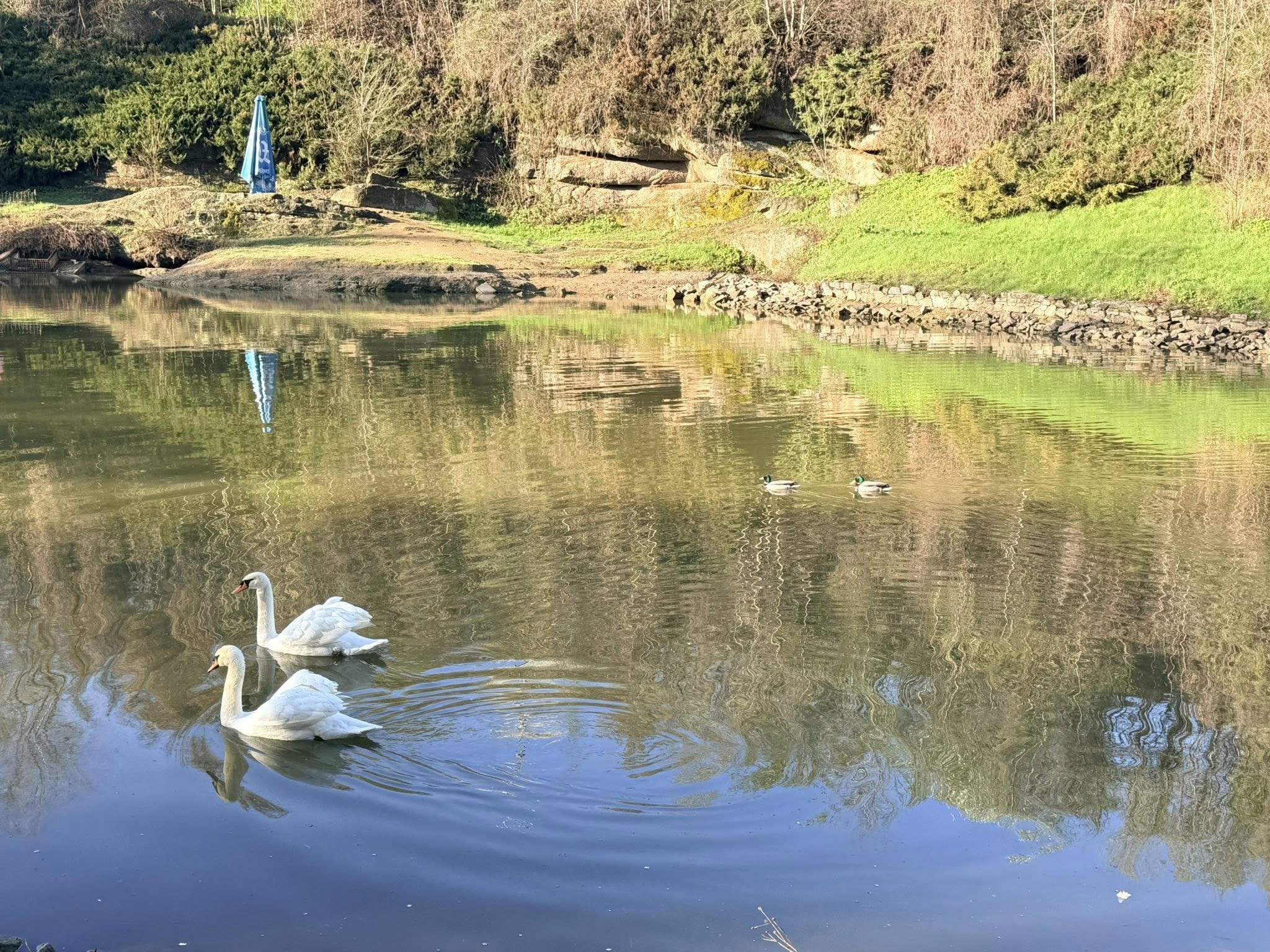 Квітне сад магнолій в уманській «Софіївці». Фото - фото 6
