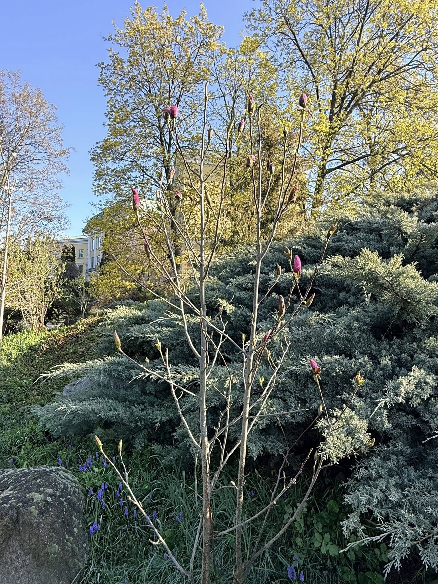Квітне сад магнолій в уманській «Софіївці». Фото - фото 7