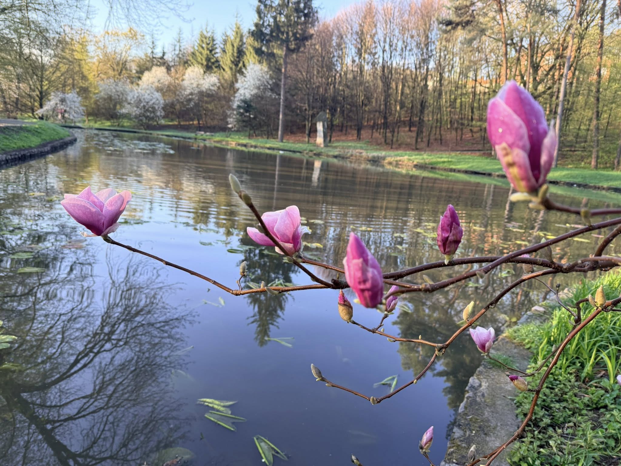 Квітне сад магнолій в уманській «Софіївці». Фото - фото 8