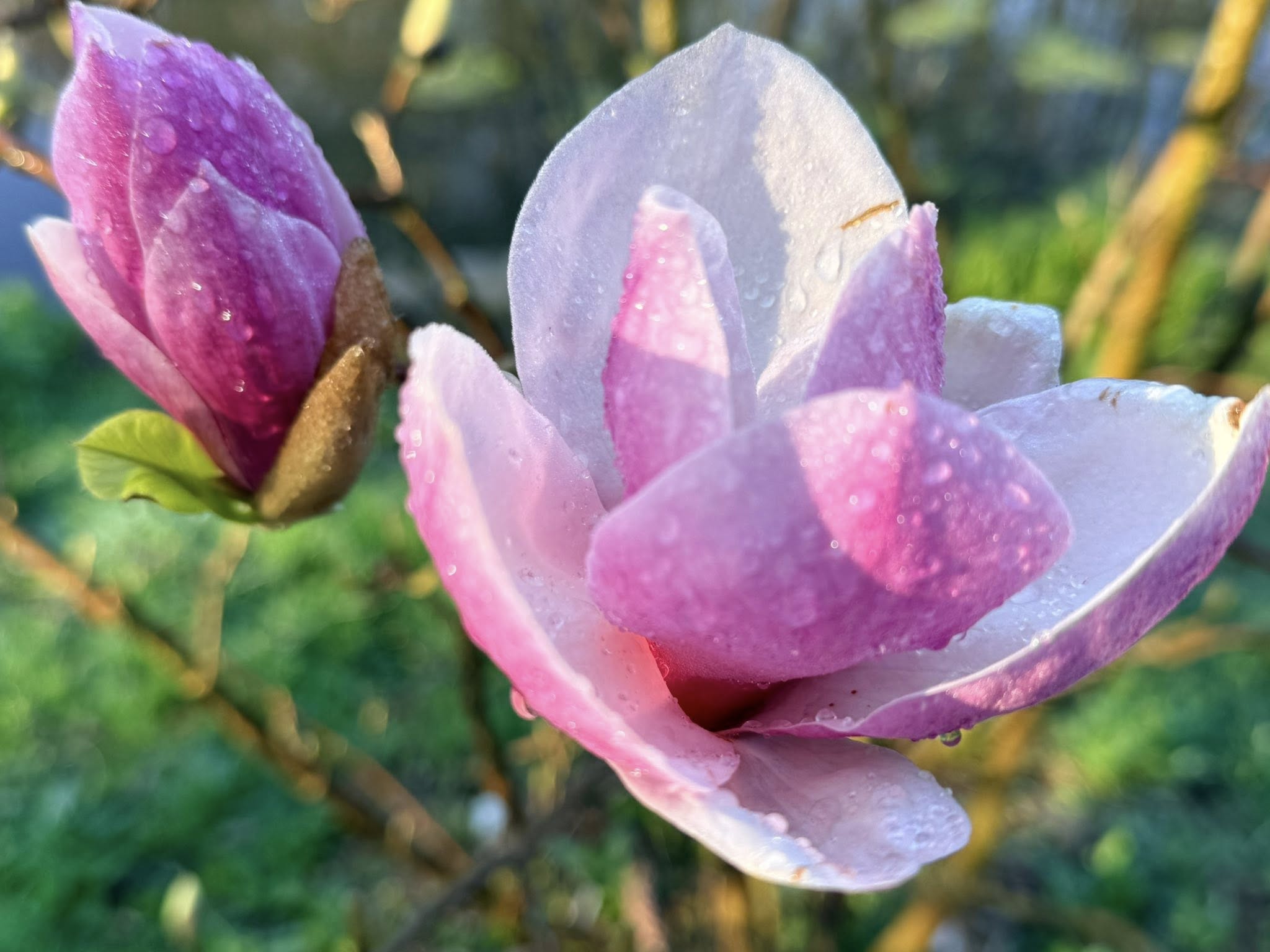Квітне сад магнолій в уманській «Софіївці». Фото - фото 9