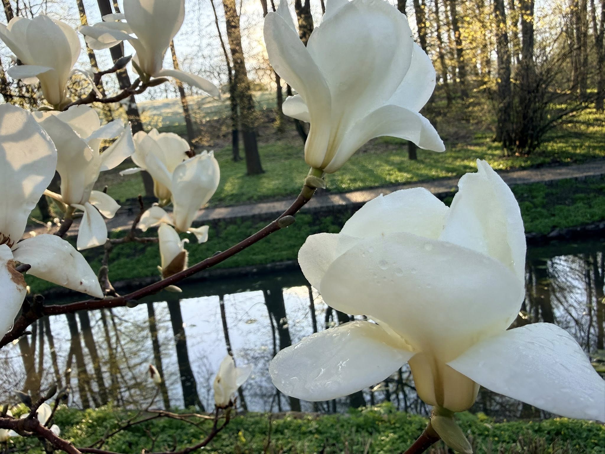 Квітне сад магнолій в уманській «Софіївці». Фото - фото 11